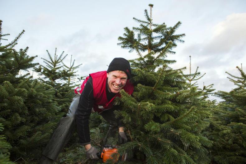 Christmas comes early for tree growers 11 November 2020 Premium