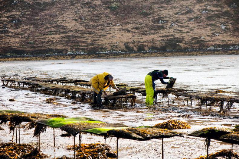 Agri careers: adventures in Irish aquaculture