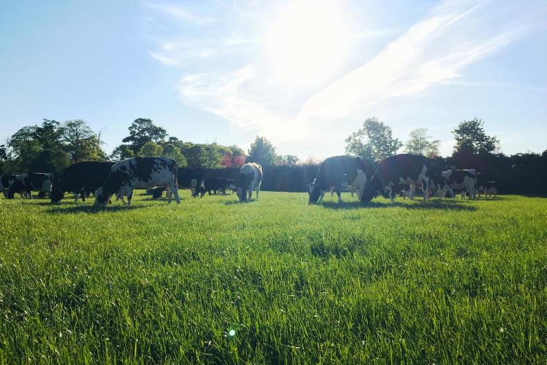 Superb fertility at UCD demo herd - Vimarsana News