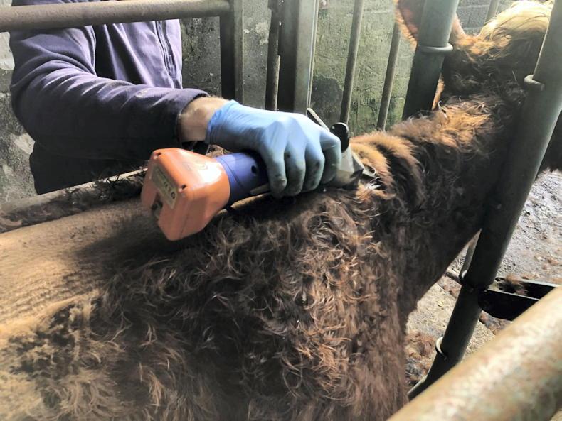 10 jobs for the Christmas holidays on beef farms - Vimarsana News