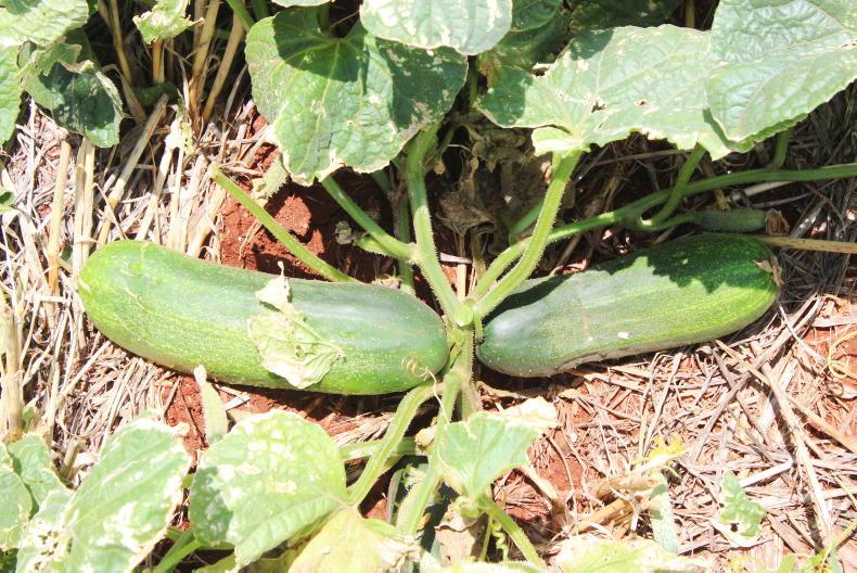 A crop that is a price maker - Vimarsana News