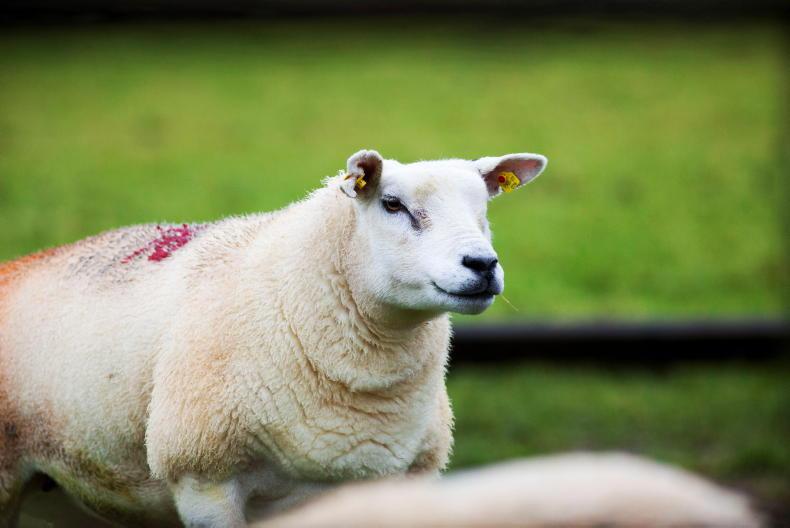Five-star ewes scan 0.27 lambs higher than one-star ewes - Vimarsana News