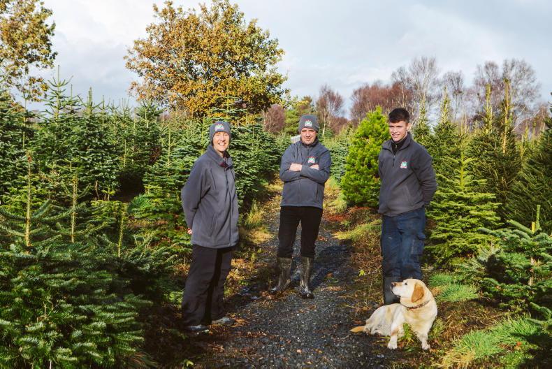 Listen: decking the halls in Galway Christmas trees