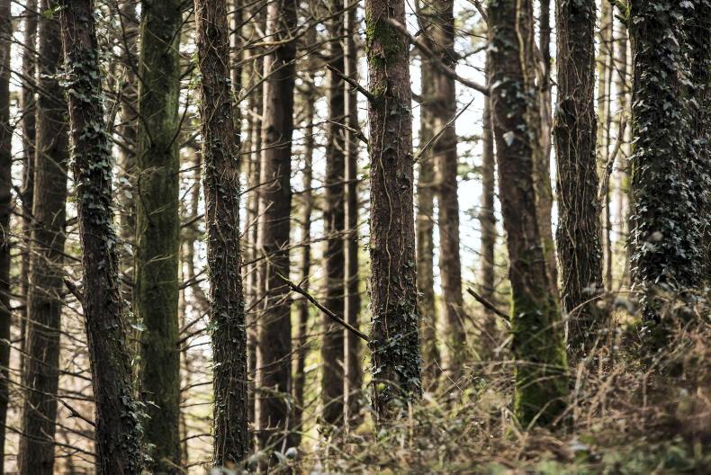 Dramatic fall in farmer afforestation - Vimarsana News