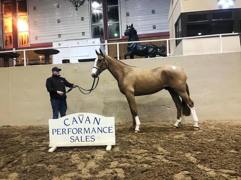 Sales Sligo Candy Boy gelding tops trade at Cavan Free