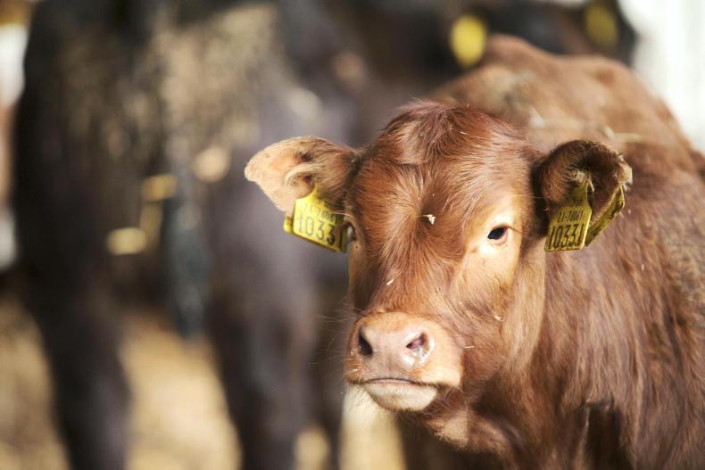 Beef management: scour vaccines, coccidiosis and priorities in 2021 - Vimarsana News
