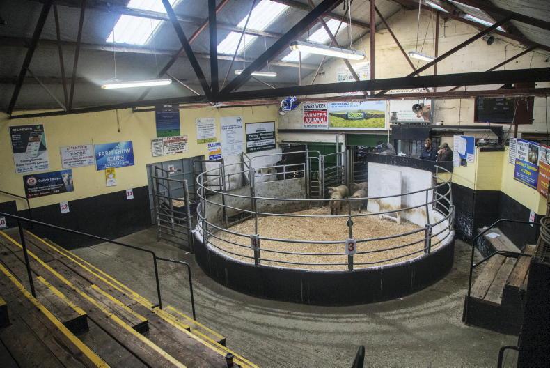Farmers have a positive outlook for 2021 sheep trade - Vimarsana News