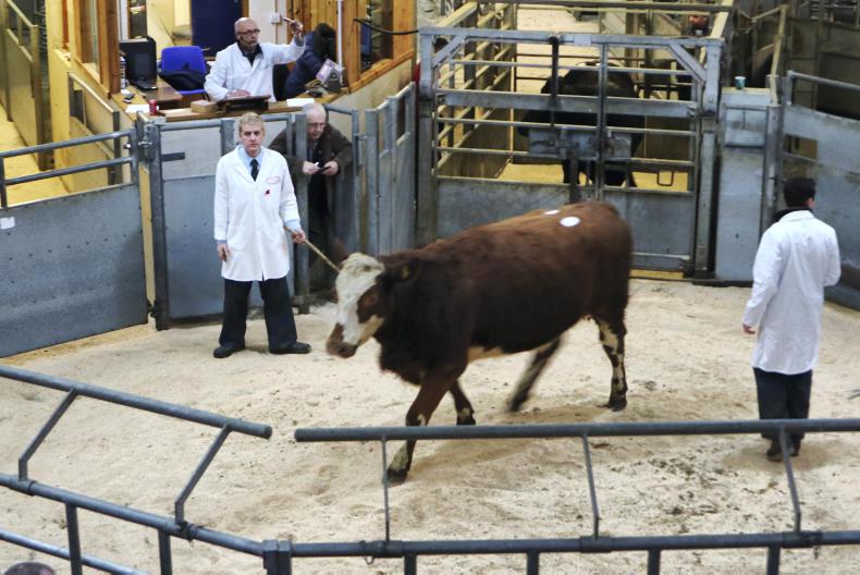 Scottish prices: most lambs making over £100/head and beef demand rising
