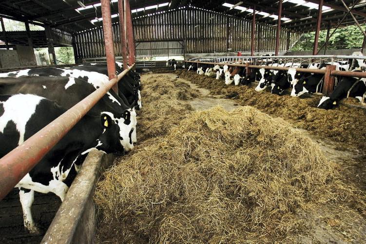 Producing winter milk in Co Down - Vimarsana News