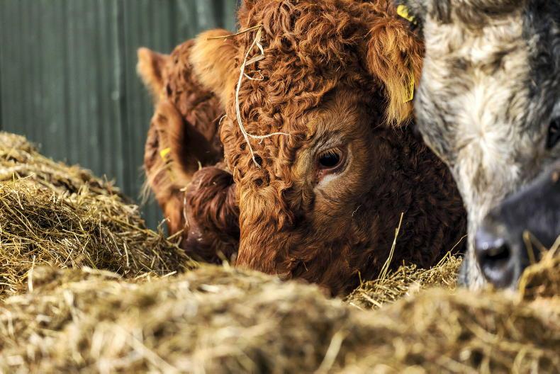 BDGP Application deadline and getting ready for calving 2021 - Vimarsana News