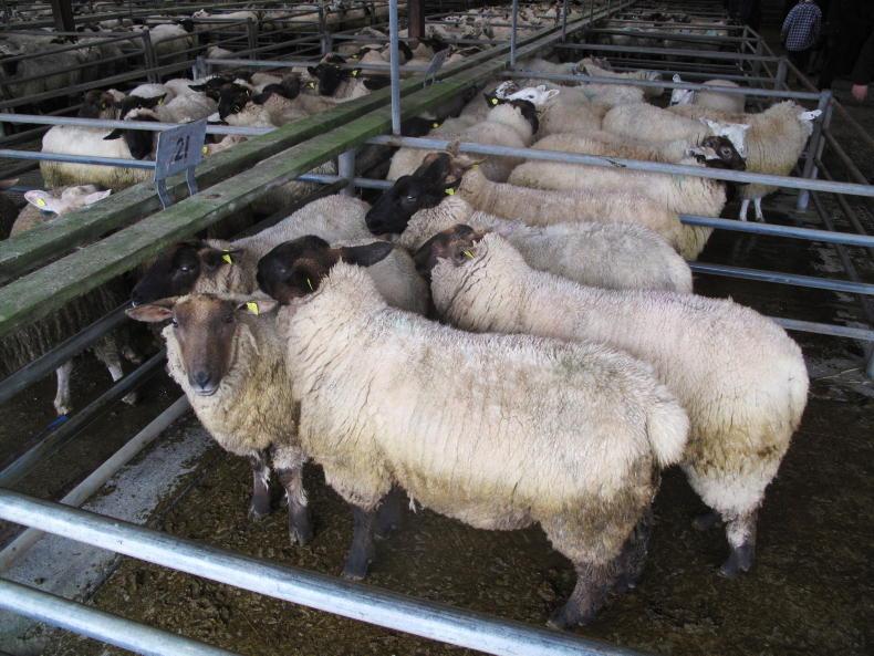 Sheep trends: factory prices surge to €6.50/kg - Vimarsana News