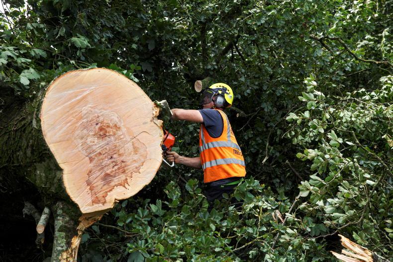 Who is responsible for a fallen tree? - Vimarsana News