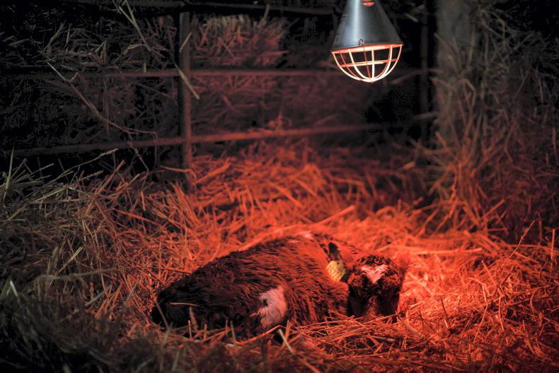 Calf jackets: a useful aid in the calf shed - Vimarsana News