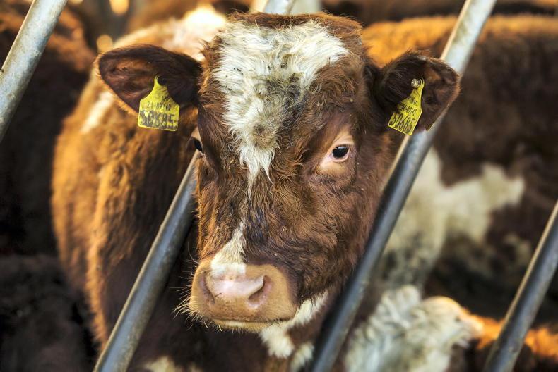 Beef price rises further 10c/kg in factories - IFA - Vimarsana News