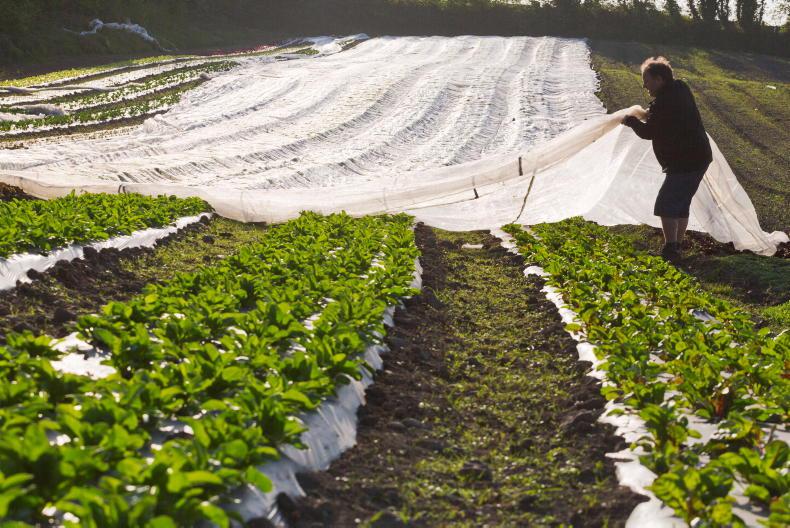 Engineers turn plants into bio-sensors to detect chemicals in groundwater - Vimarsana News