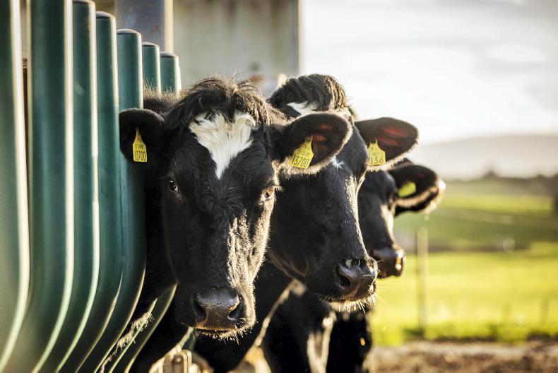 Should dairy expansion continue? Have your say Free