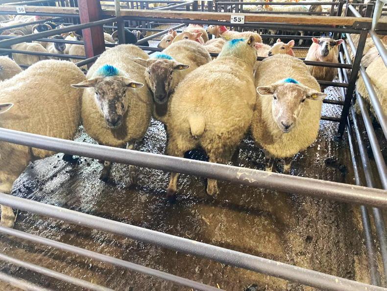 Swift trade in Dowra Mart ewe dispersal sale - Vimarsana News