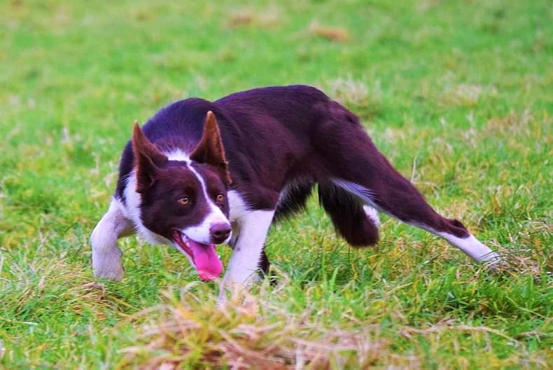 Welsh sheepdog sold for €30,000 shatters world record price - Vimarsana News