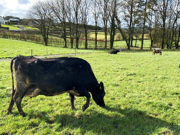 Sharemilking driving net worth in Mayo - Vimarsana News