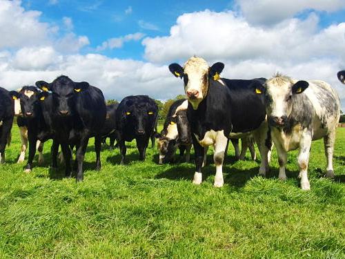Assessing sire performance on the Thrive demonstration farm - Vimarsana News
