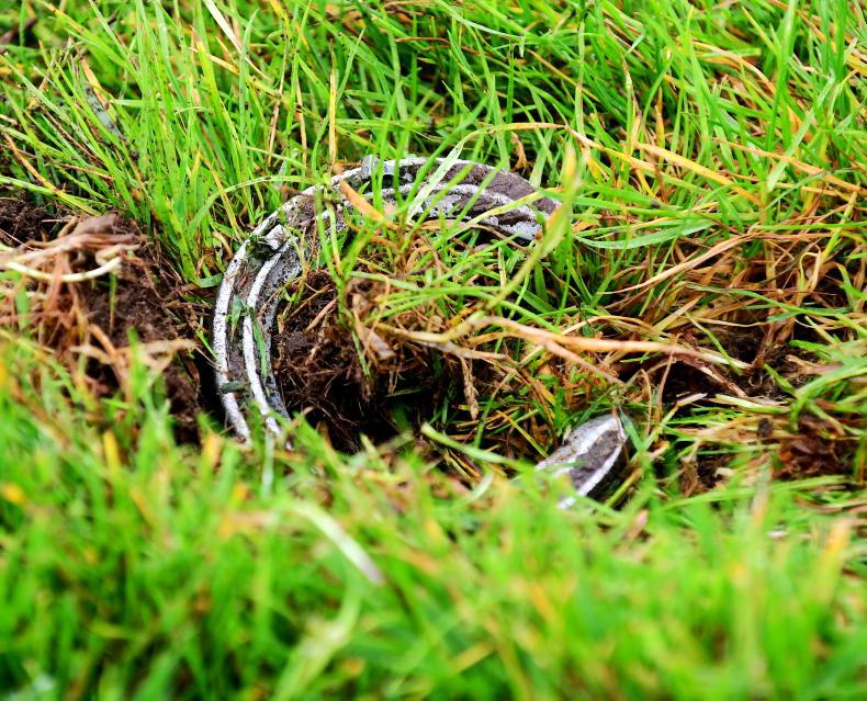 Stallion Inspections see rise in entries