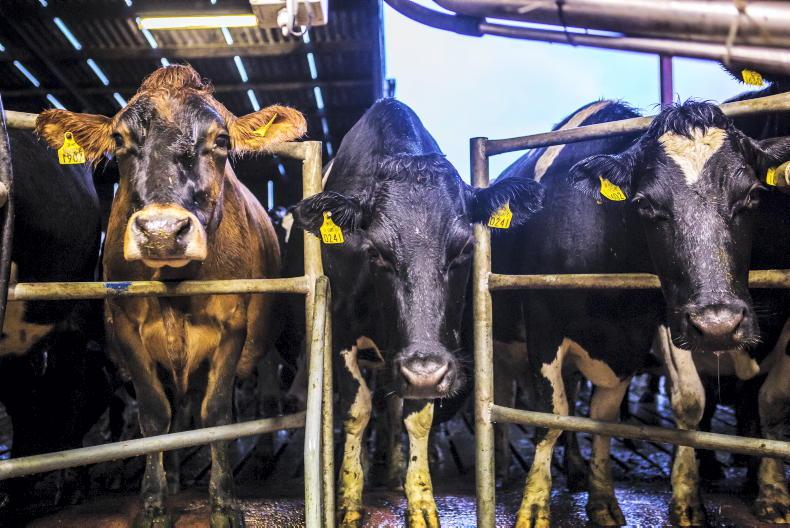 Maiden dairy heifers average in excess of €1,000 in Tullow Mart - Vimarsana News