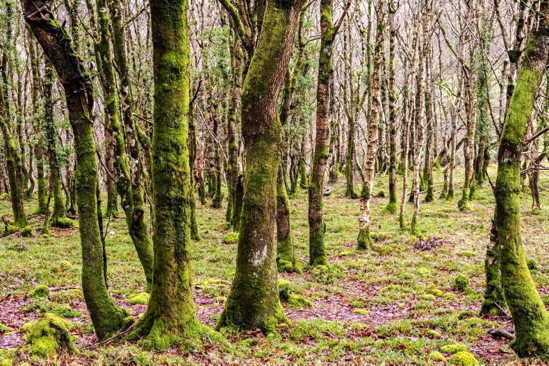 Forestry land, prices up, plantings down