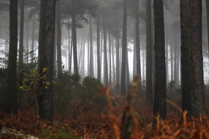 Project Woodland to tackle forestry issues and drive on with planting - Vimarsana News