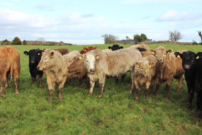 Beef management: Five tips to prepare cattle for spring turnout - Vimarsana News