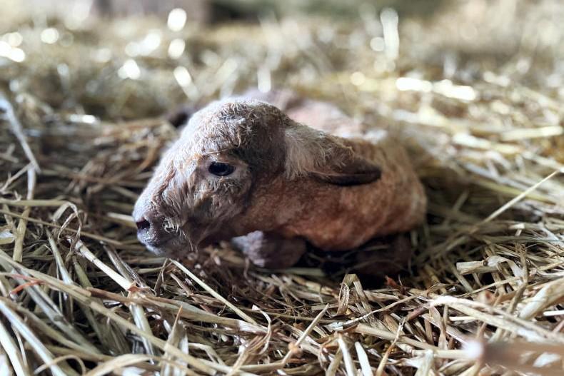 In pictures: new arrivals on the farm - Vimarsana News