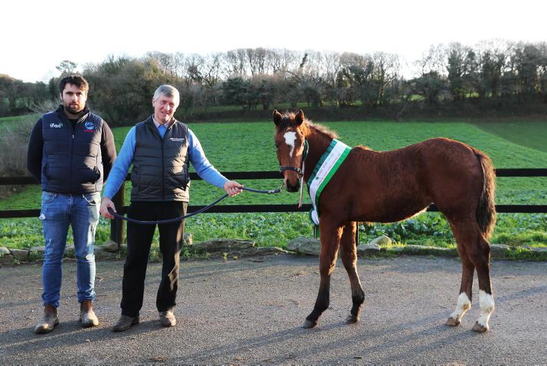 HSI: investing in the future of Irish breeding