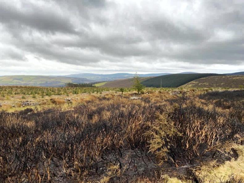 Illegal burning 'must stop' as wildfires scorch Wicklow 10 March 2021 Free - Vimarsana News
