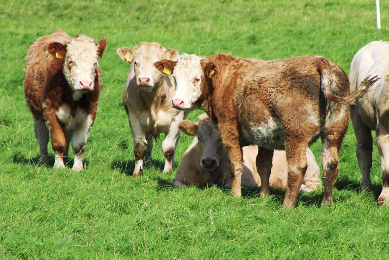 Beef management: five tips for buying grazing stores - Vimarsana News