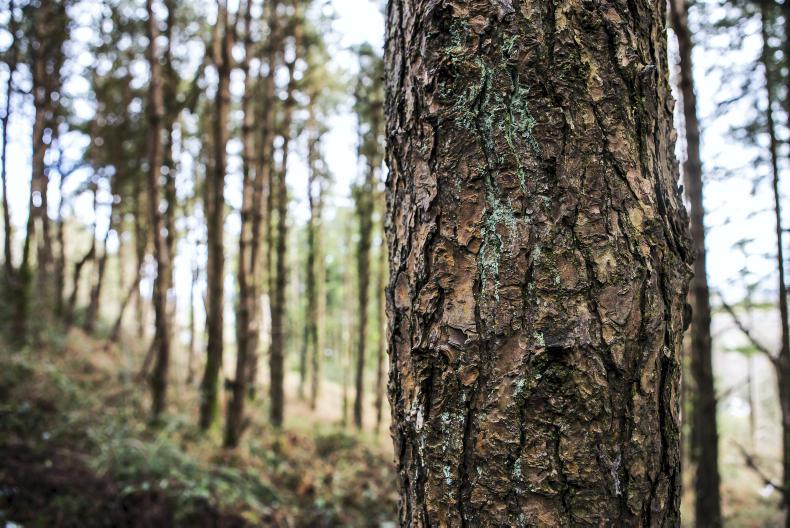 Project Woodland board holds first meeting - Vimarsana News
