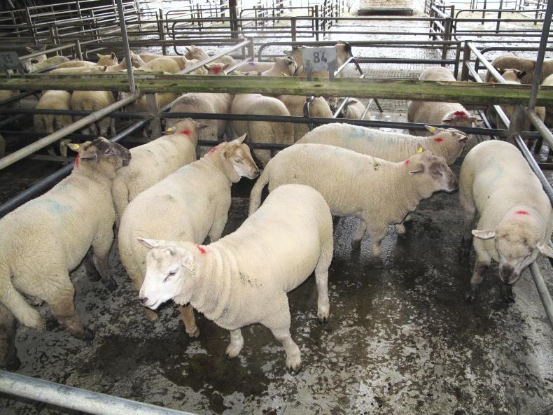 Spring lamb quotes up by 30c/kg to 50c/kg - Vimarsana News