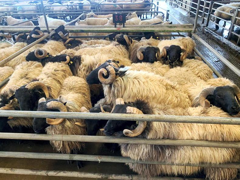 SheepWatch: hogget prices record another €2 to €5 increase - Vimarsana News