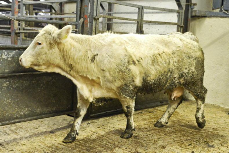 Camera at the Mart: heavy stock in high demand in Sixmilebridge - Vimarsana News