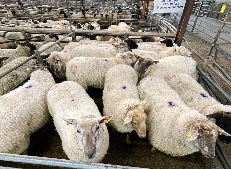 Records smashed as spring lamb prices top €200/head - Vimarsana News