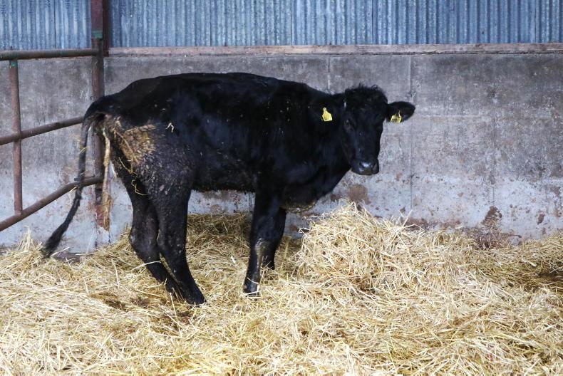 Controlling Coccidiosis and Johne’s disease