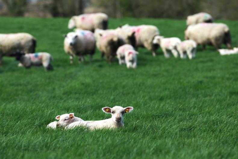 Sheep management: lime and nutrients, lactating hoggets and Nematodirus risk - Vimarsana News