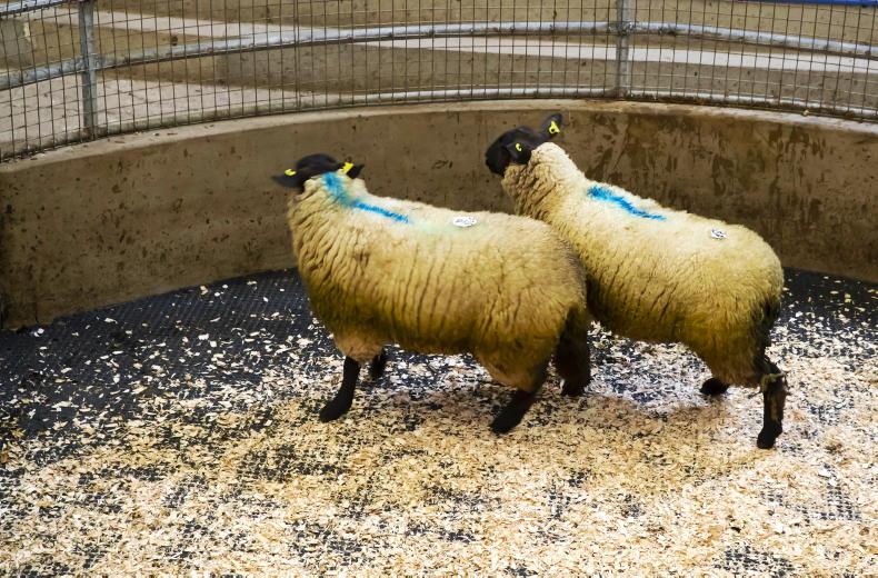 SheepWatch neverbeforeseen prices for cull ewes Free