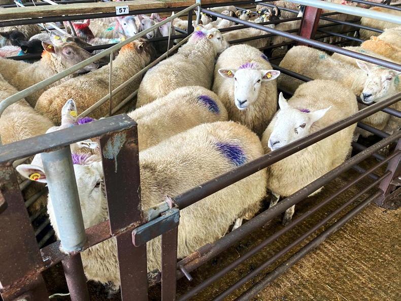 Sheep price update: hoggets hit €8/kg and spring lambs rise to €8.50/kg - Vimarsana News