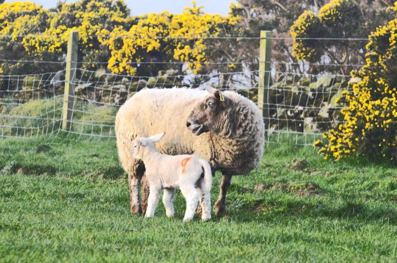 NI Sheep Programme: mid-season lambing round-up - Vimarsana News