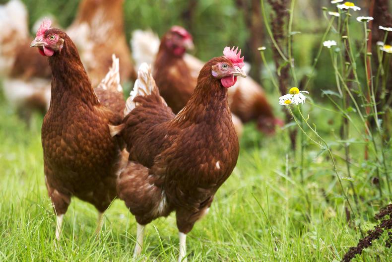 Northeast poultry farmers team up to support Cambodian families - Vimarsana News