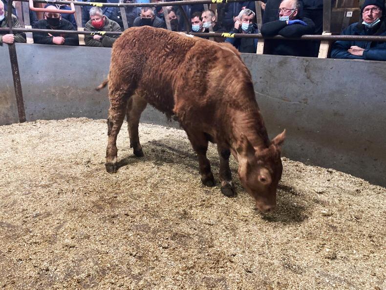 Lively calf trade at Rathfriland Mart - Vimarsana News