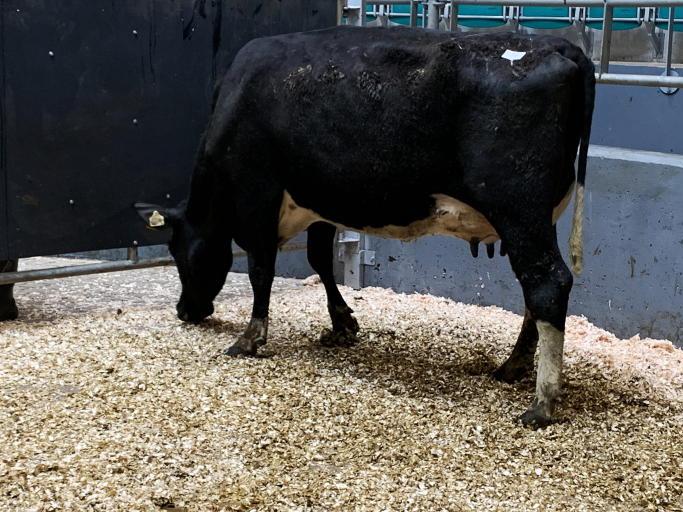 Camera at the Mart: Friesians on fire in Fermoy - Vimarsana News
