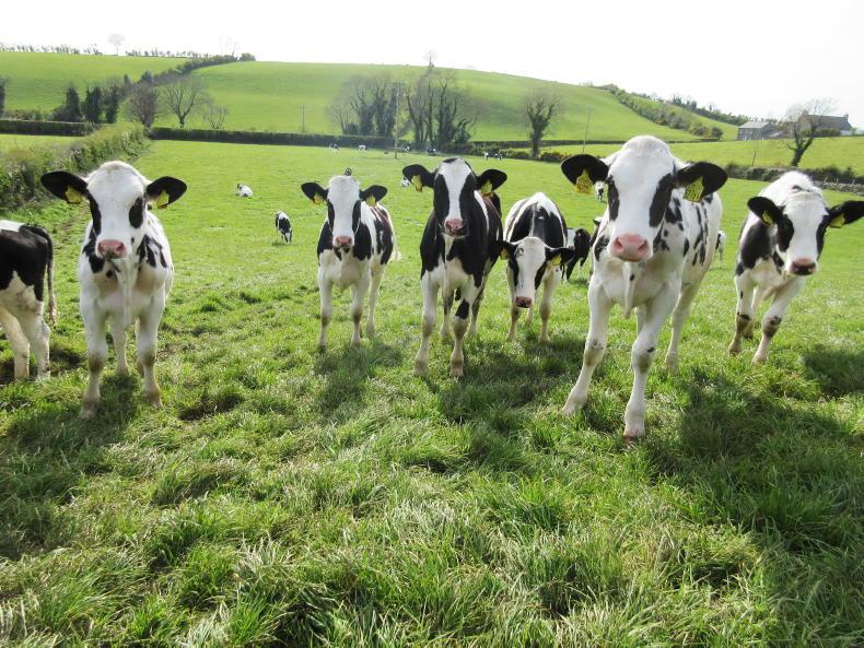 Hitting heifer rearing targets at grass - Vimarsana News