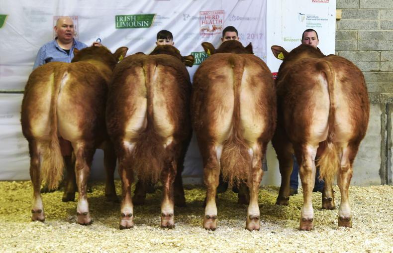 How much should a bull cost? 28 April 2021 Free