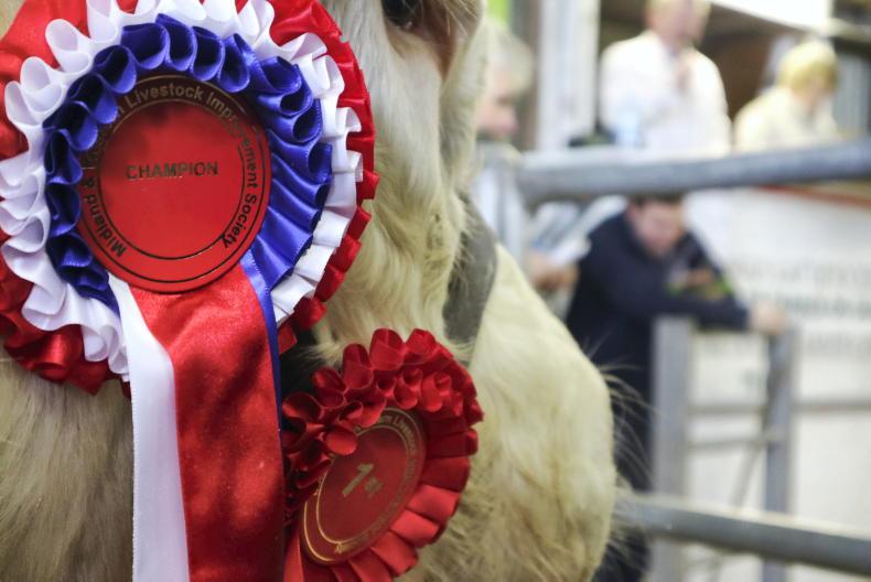 Watch: top of £4,500 at NI Charolais club sale in Clogher - Vimarsana News