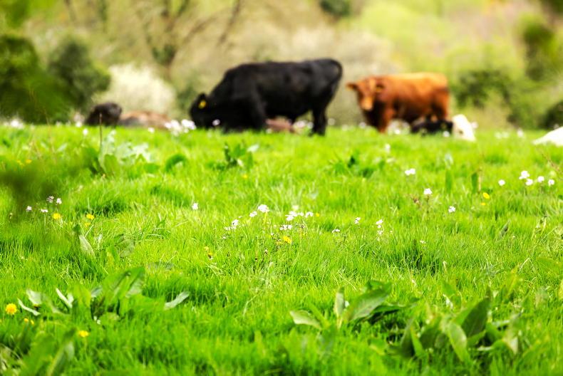 Eco-scheme rules threaten €300m of farmer money - Vimarsana News